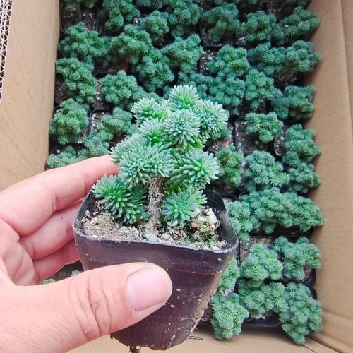 白花小松多肉养殖要注意哪些要点?-第1张图片-吾爱花网 白花小松多肉养殖要注意哪些要点?-第1张图片-吾爱花网