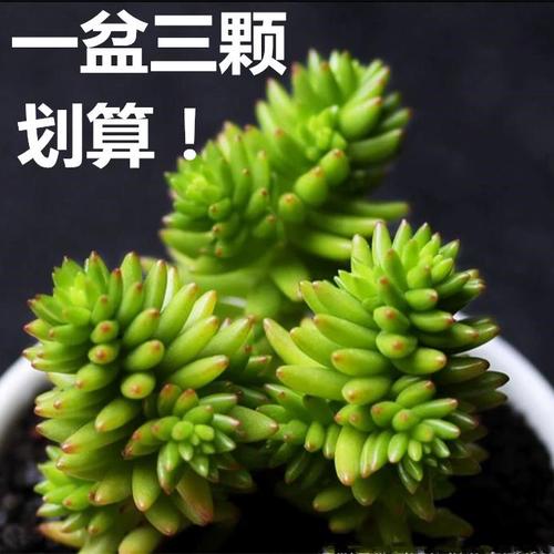 白花小松多肉养殖要注意哪些要点?-第3张图片-吾爱花网 白花小松多肉养殖要注意哪些要点?-第3张图片-吾爱花网