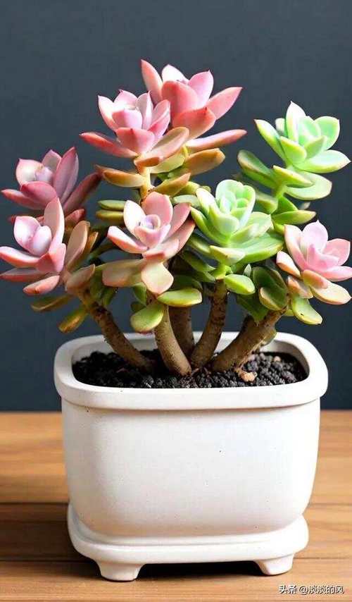 多肉盆栽图片怎么选？美丽品种有哪些？-第2张图片-吾爱花网