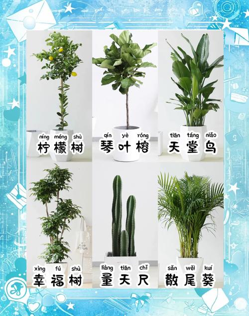 这些盆栽叫什么?家里常见盆栽图鉴-第1张图片-吾爱花网 这些盆栽叫什么?家里常见盆栽图鉴-第1张图片-吾爱花网