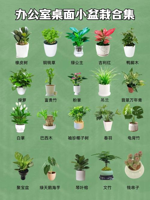 这些盆栽叫什么?家里常见盆栽图鉴-第3张图片-吾爱花网 这些盆栽叫什么?家里常见盆栽图鉴-第3张图片-吾爱花网