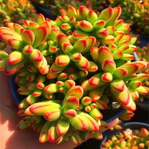 多肉小天狗浇水要怎么浇?-第1张图片-吾爱花网 多肉小天狗浇水要怎么浇?-第1张图片-吾爱花网