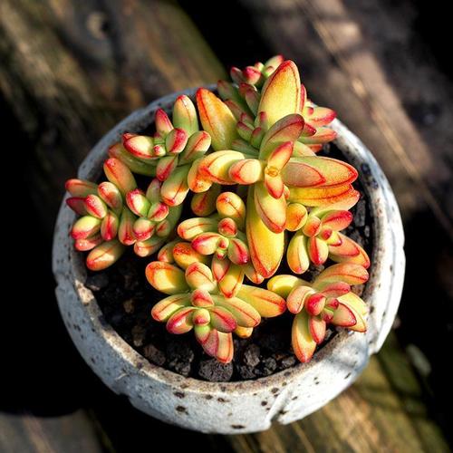 多肉小天狗浇水要怎么浇？-第2张图片-吾爱花网