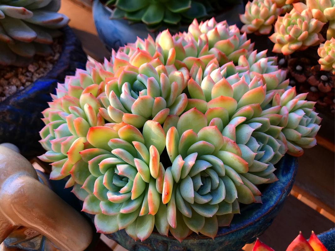 莎莎女王多肉美图,有哪些独特魅力?-第1张图片-吾爱花网 莎莎女王多肉美图,有哪些独特魅力?-第1张图片-吾爱花网