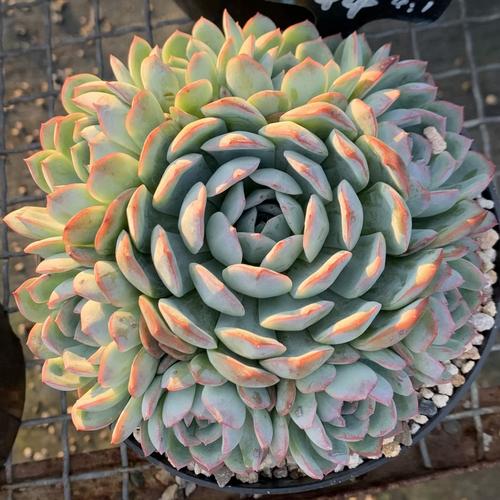 莎莎女王多肉美图,有哪些独特魅力?-第2张图片-吾爱花网 莎莎女王多肉美图,有哪些独特魅力?-第2张图片-吾爱花网