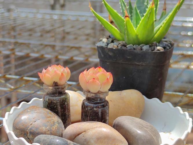 莎莎女王多肉美图,有哪些独特魅力?-第3张图片-吾爱花网 莎莎女王多肉美图,有哪些独特魅力?-第3张图片-吾爱花网