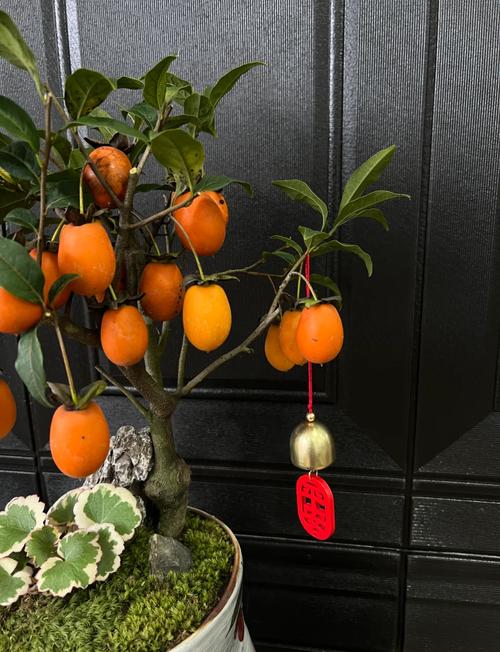 什么盆栽接果植物好养又结果多?-第1张图片-吾爱花网 什么盆栽接果植物好养又结果多?-第1张图片-吾爱花网