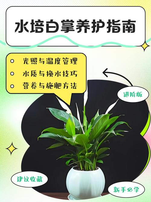 水培白掌黄叶能剪吗?-第3张图片-吾爱花网 水培白掌黄叶能剪吗?-第3张图片-吾爱花网