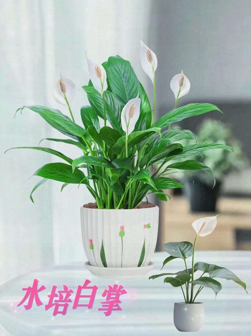 水培白掌黄叶能剪吗?-第2张图片-吾爱花网 水培白掌黄叶能剪吗?-第2张图片-吾爱花网