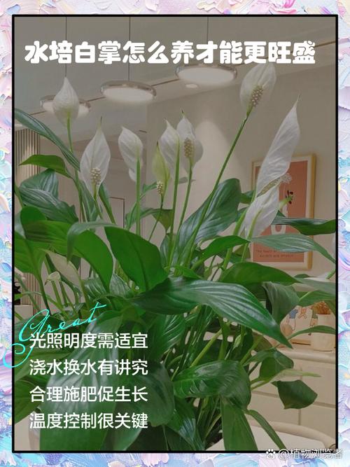 水培白掌黄叶能剪吗?-第1张图片-吾爱花网 水培白掌黄叶能剪吗?-第1张图片-吾爱花网