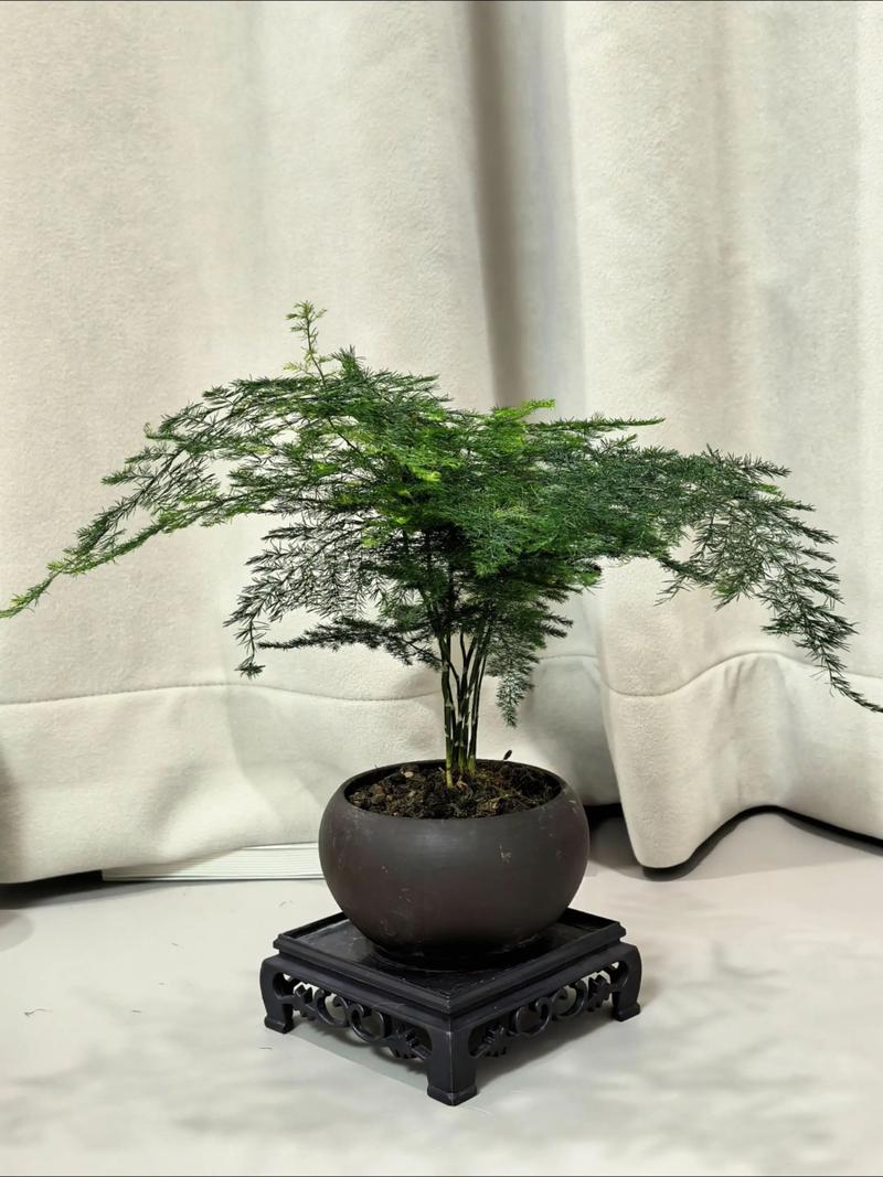 水培文竹烂根怎么救？-第3张图片-吾爱花网