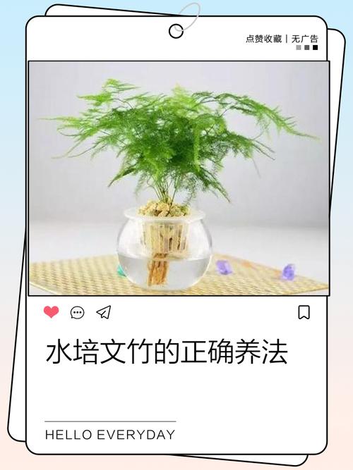 水培文竹烂根怎么救？-第2张图片-吾爱花网