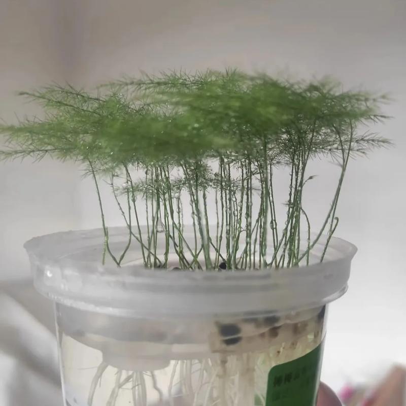 水培文竹烂根怎么救?-第1张图片-吾爱花网 水培文竹烂根怎么救?-第1张图片-吾爱花网