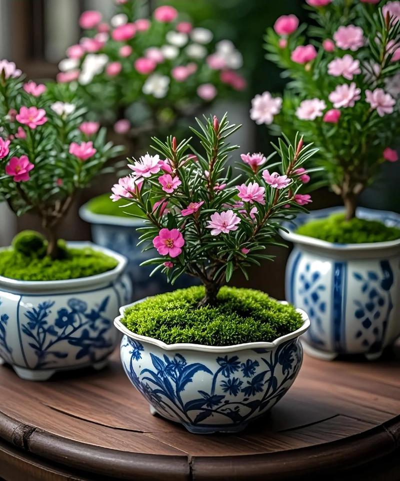 松红梅盆栽选什么盆最好？-第3张图片-吾爱花网