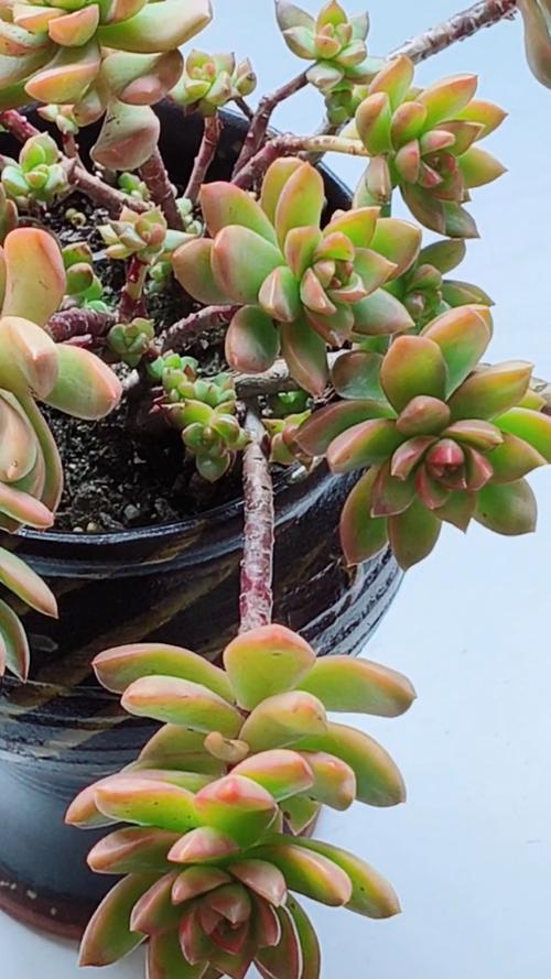 冬天黄丽多肉怎么浇水?-第3张图片-吾爱花网 冬天黄丽多肉怎么浇水?-第3张图片-吾爱花网