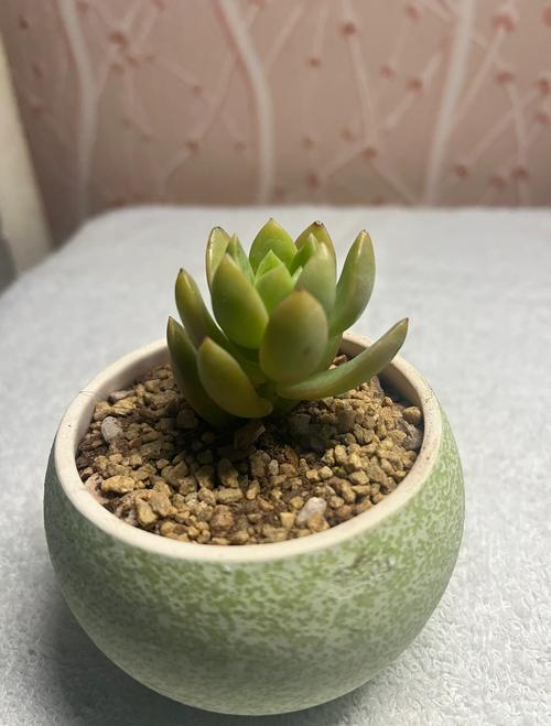 冬天黄丽多肉怎么浇水?-第1张图片-吾爱花网 冬天黄丽多肉怎么浇水?-第1张图片-吾爱花网