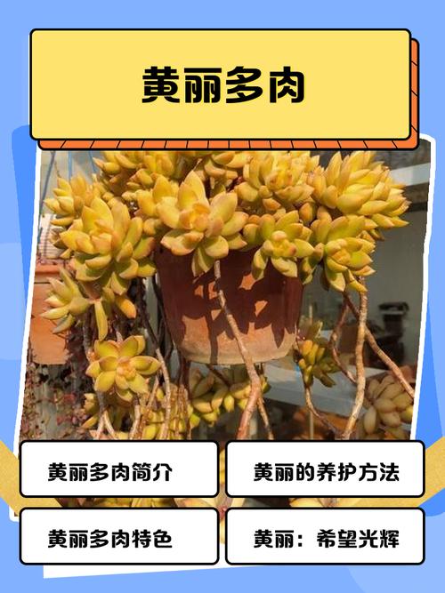 冬天黄丽多肉怎么浇水?-第2张图片-吾爱花网 冬天黄丽多肉怎么浇水?-第2张图片-吾爱花网