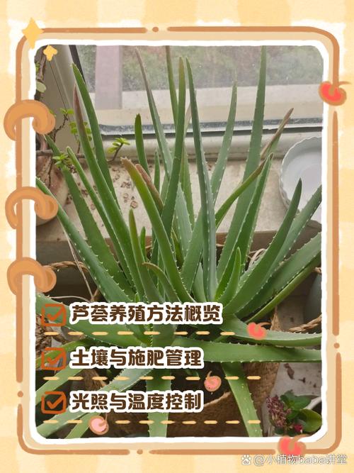 芦真能水培吗?家里养的咋转水培?-第1张图片-吾爱花网 芦真能水培吗?家里养的咋转水培?-第1张图片-吾爱花网