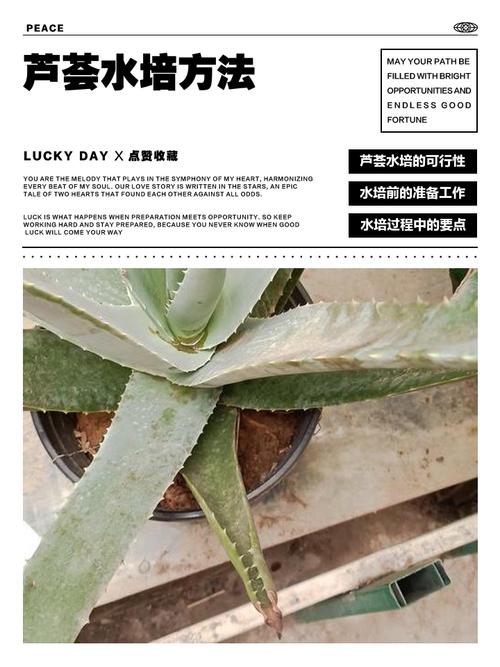 芦真能水培吗?家里养的咋转水培?-第2张图片-吾爱花网 芦真能水培吗?家里养的咋转水培?-第2张图片-吾爱花网