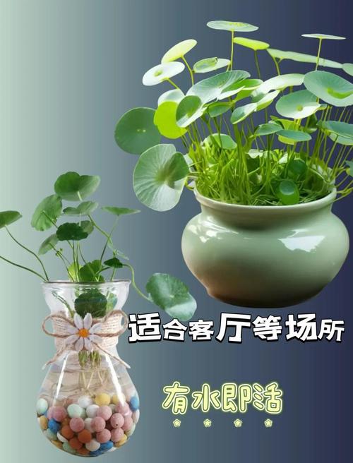 水培植物水满会淹死吗?-第3张图片-吾爱花网 水培植物水满会淹死吗?-第3张图片-吾爱花网