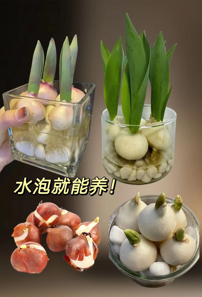 水培植物水满会淹死吗?-第2张图片-吾爱花网 水培植物水满会淹死吗?-第2张图片-吾爱花网