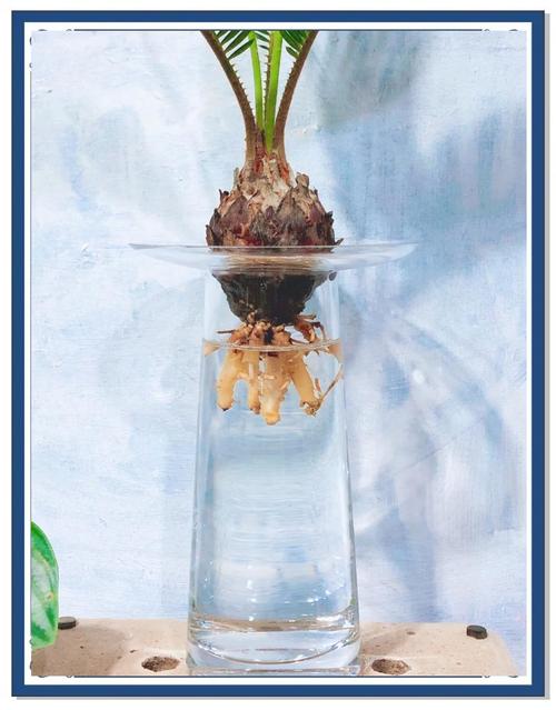 水培植物水满会淹死吗?-第1张图片-吾爱花网 水培植物水满会淹死吗?-第1张图片-吾爱花网