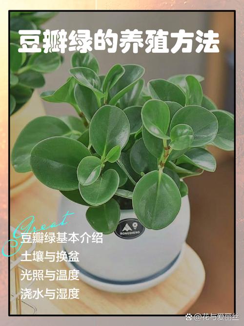 水培豆瓣绿用什么肥料好？-第2张图片-吾爱花网