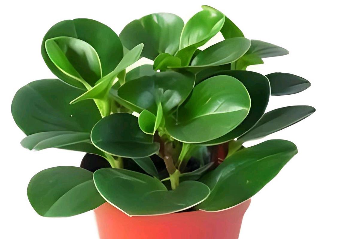 水培豆瓣绿用什么肥料好？-第1张图片-吾爱花网