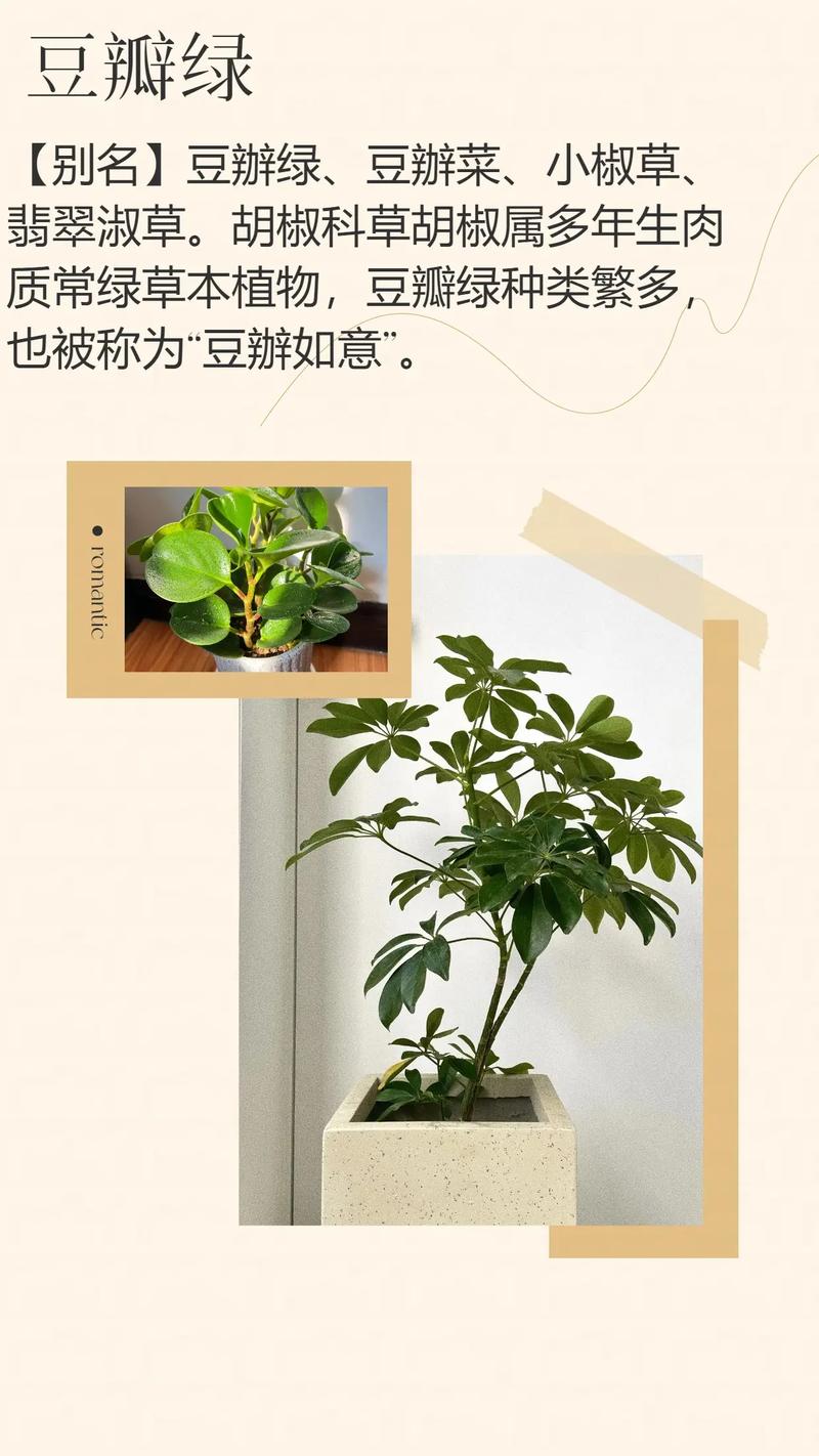 水培豆瓣绿用什么肥料好？-第3张图片-吾爱花网