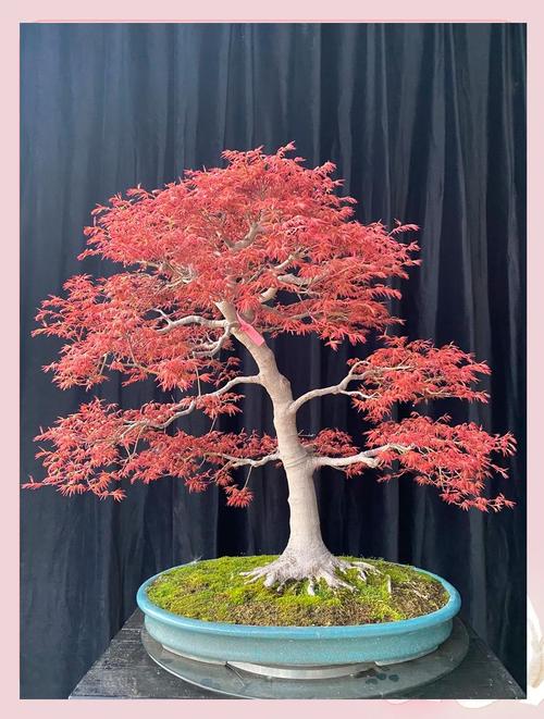 红枫叶盆栽怎么养才红？-第3张图片-吾爱花网