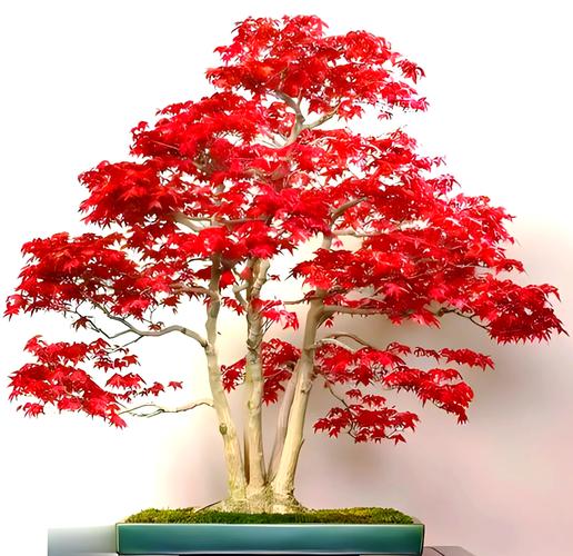 红枫叶盆栽怎么养才红?-第1张图片-吾爱花网 红枫叶盆栽怎么养才红?-第1张图片-吾爱花网