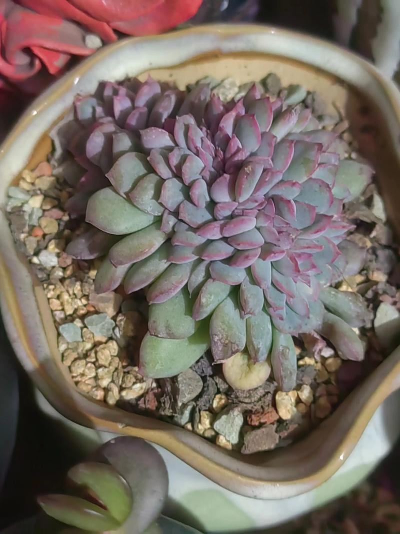 多肉缀化了该怎么养护?-第3张图片-吾爱花网 多肉缀化了该怎么养护?-第3张图片-吾爱花网