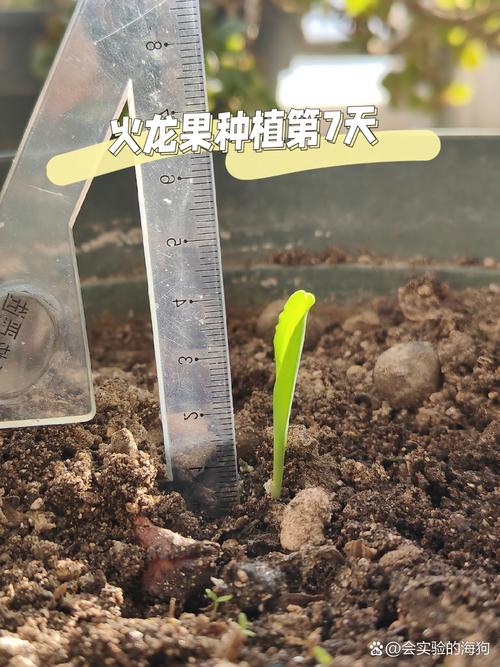 水培火龙果种子怎么发芽？-第2张图片-吾爱花网