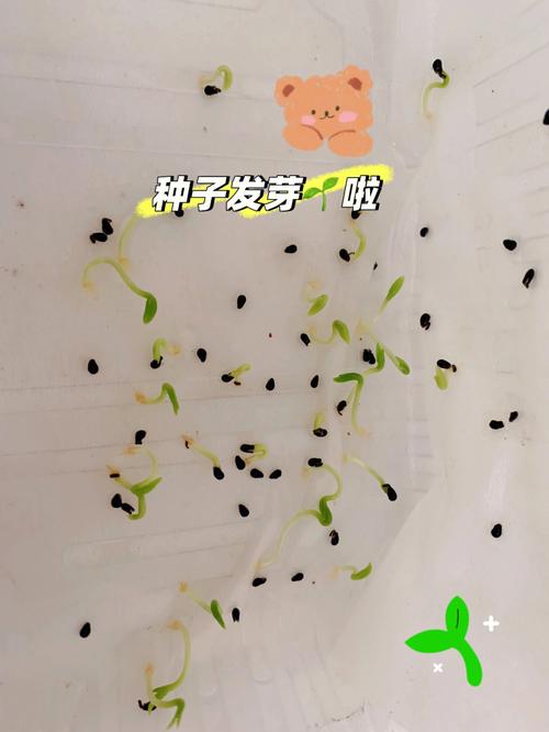 水培火龙果种子怎么发芽？-第3张图片-吾爱花网