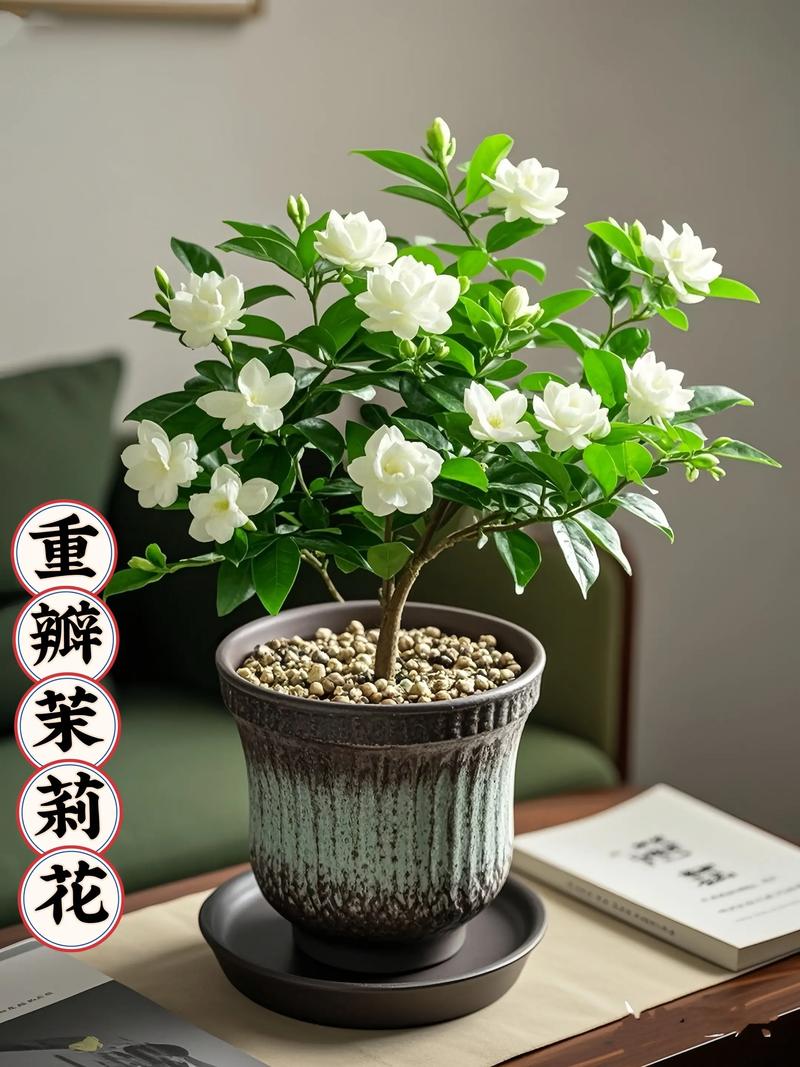 茉莉冬天会开花吗?-第1张图片-吾爱花网 茉莉冬天会开花吗?-第1张图片-吾爱花网