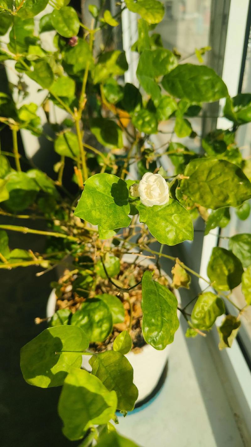 茉莉冬天会开花吗?-第2张图片-吾爱花网 茉莉冬天会开花吗?-第2张图片-吾爱花网