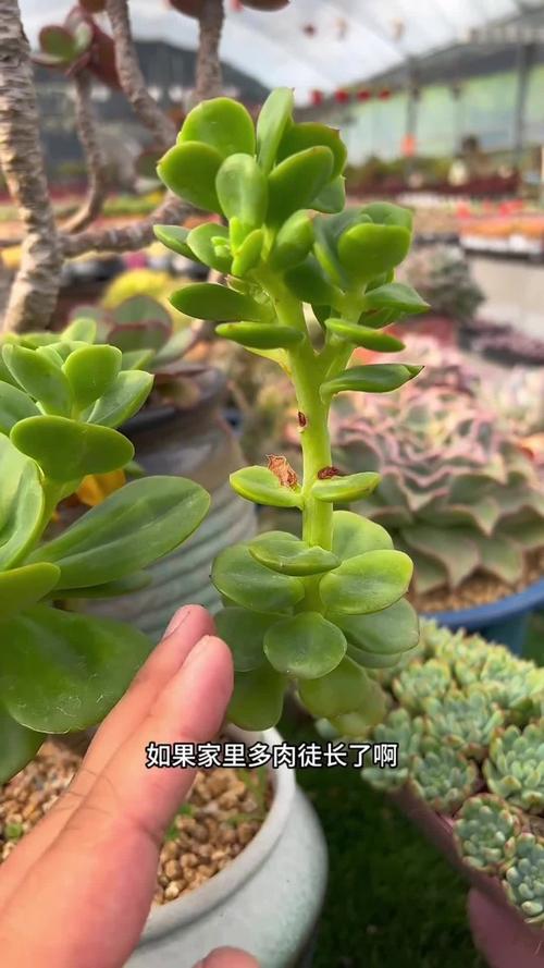 重庆多肉室外会徒长吗？-第2张图片-吾爱花网
