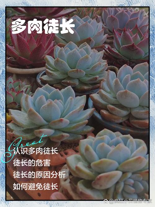 重庆多肉室外会徒长吗？-第3张图片-吾爱花网
