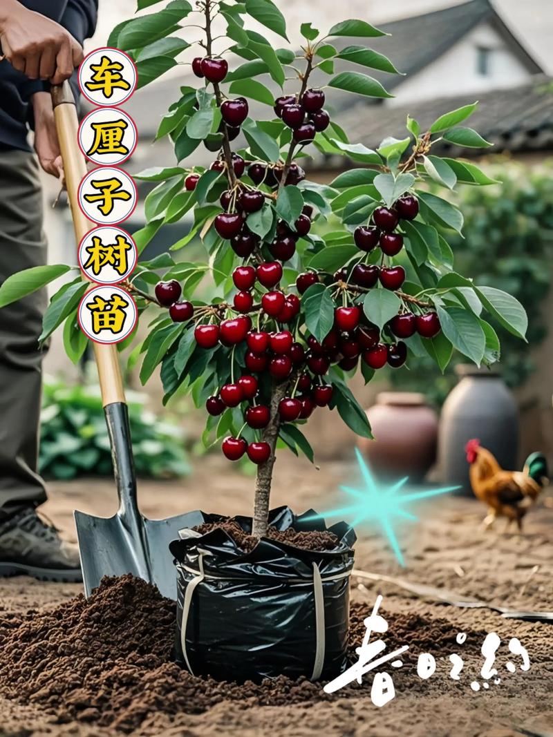 盆栽樱桃配土关键是什么?-第2张图片-吾爱花网 盆栽樱桃配土关键是什么?-第2张图片-吾爱花网