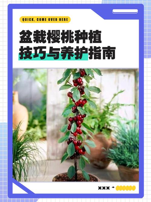 盆栽樱桃配土关键是什么?-第1张图片-吾爱花网 盆栽樱桃配土关键是什么?-第1张图片-吾爱花网