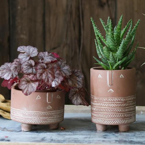 多肉植物为何形状如此千奇百怪？-第2张图片-吾爱花网