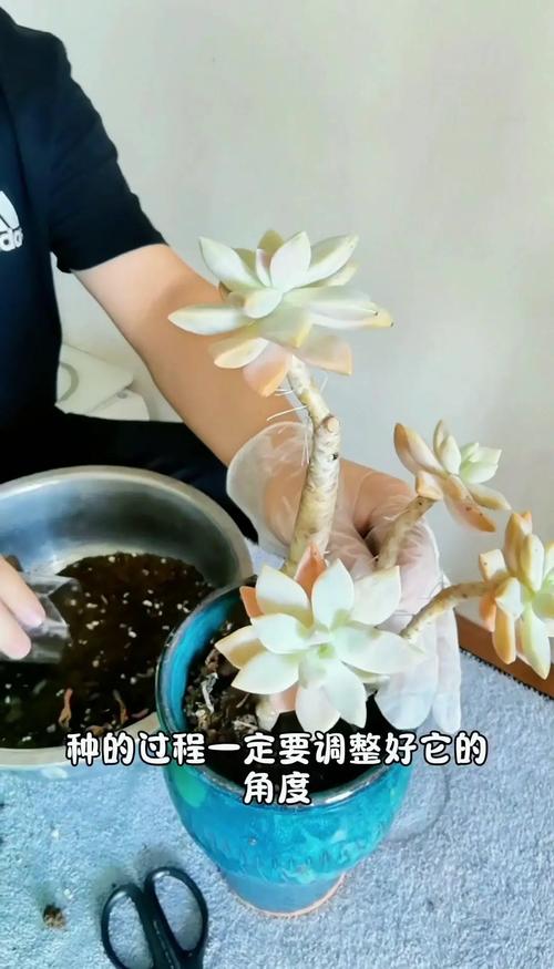 多肉买回换盆要注意什么?-第1张图片-吾爱花网 多肉买回换盆要注意什么?-第1张图片-吾爱花网