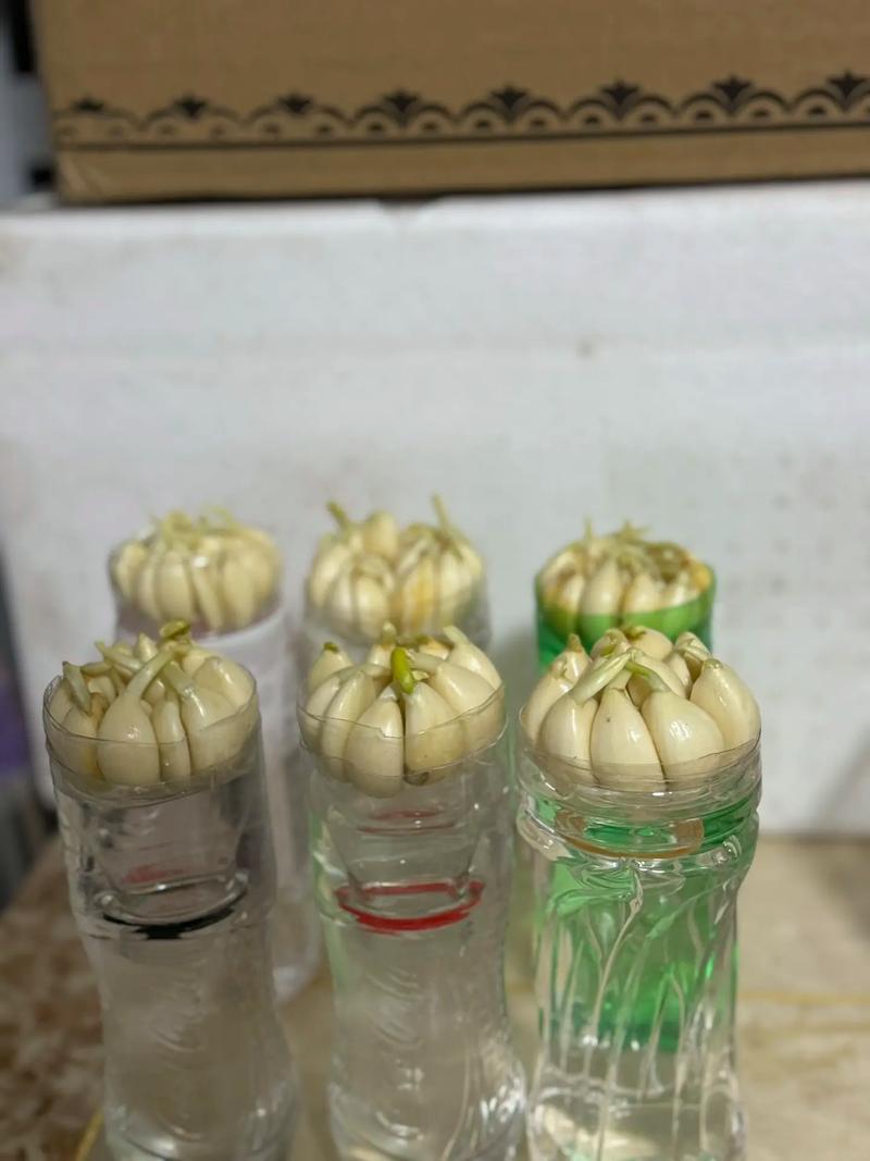 水培蒜苗为何不长？-第2张图片-吾爱花网