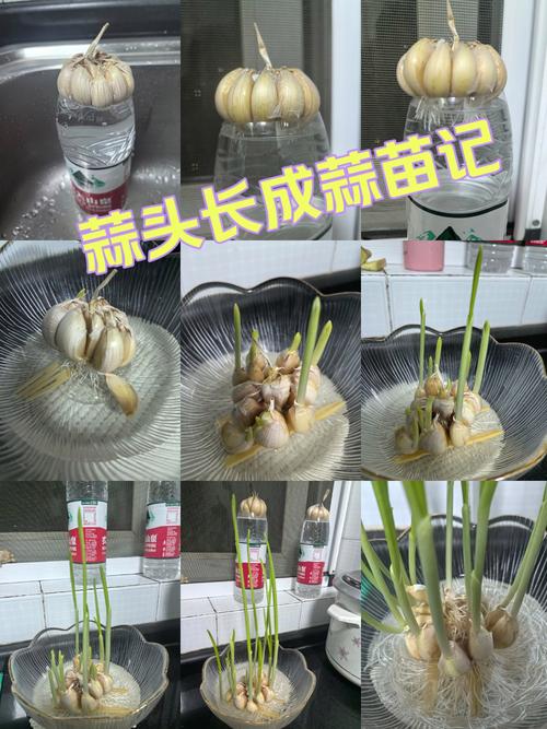 水培蒜苗为何不长？-第1张图片-吾爱花网