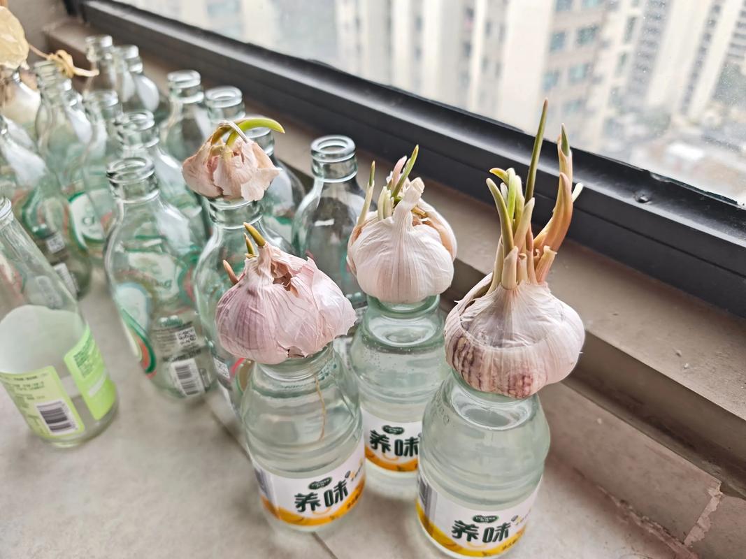水培蒜苗为何不长？-第3张图片-吾爱花网