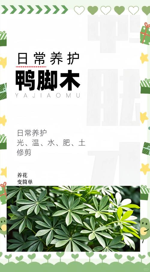 鸭脚木水培怎么养才能活？-第2张图片-吾爱花网