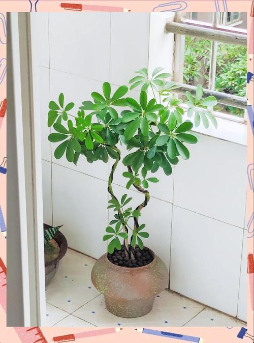 鸭脚木水培怎么养才能活？-第1张图片-吾爱花网