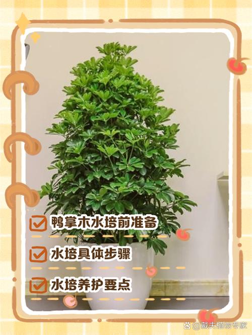 鸭脚木水培怎么养才能活？-第3张图片-吾爱花网