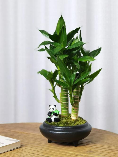 客厅水培植物选哪种好?-第3张图片-吾爱花网 客厅水培植物选哪种好?-第3张图片-吾爱花网