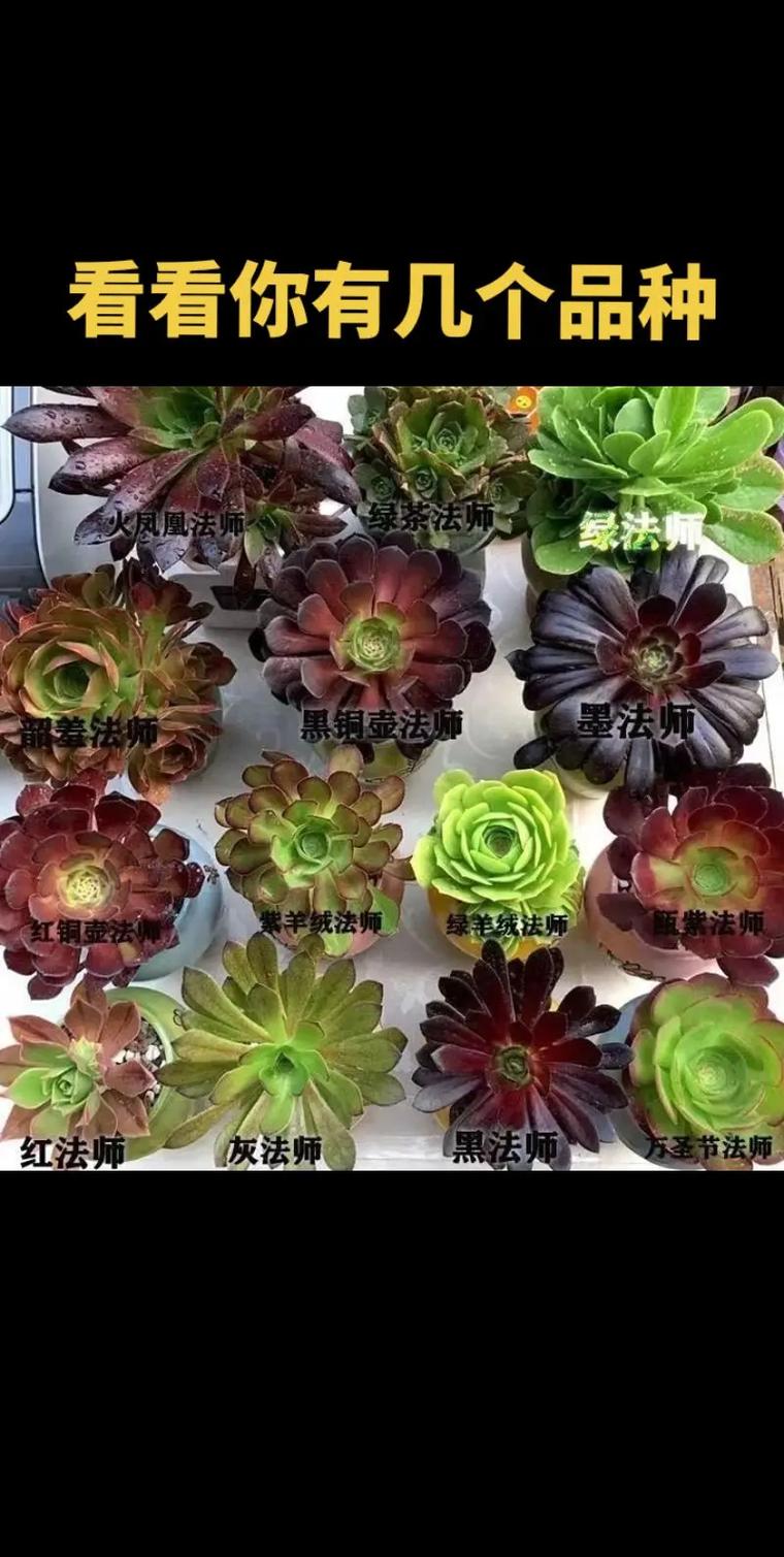 露养法师多肉,如何避免徒长烂根?-第2张图片-吾爱花网 露养法师多肉,如何避免徒长烂根?-第2张图片-吾爱花网